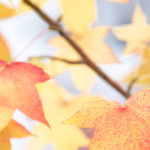 OBIEE News
